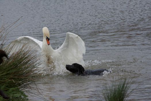 Swan attacked by a dog