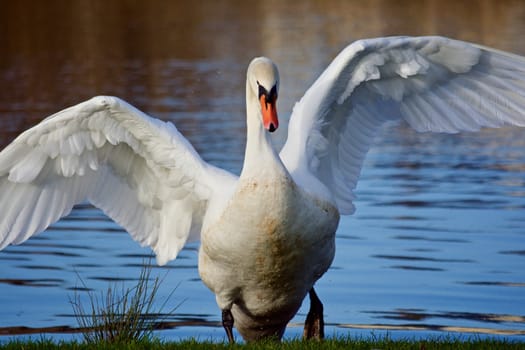 Swan displays on a pond