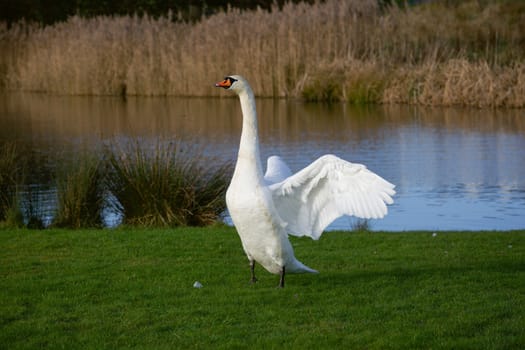 Swan displays at a lake
