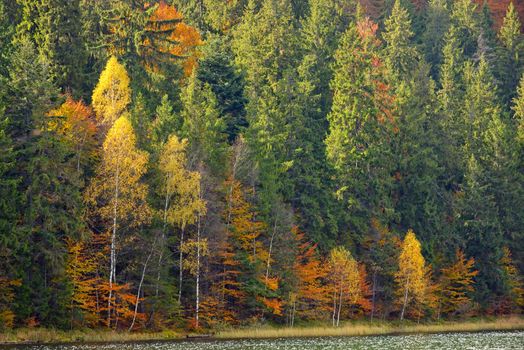 Autumn  with the yellow foliage in Lake Saint Ann