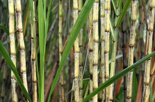 Closeup of sugar cane plant, saccharum officinarum, used for sugar production and ethanol