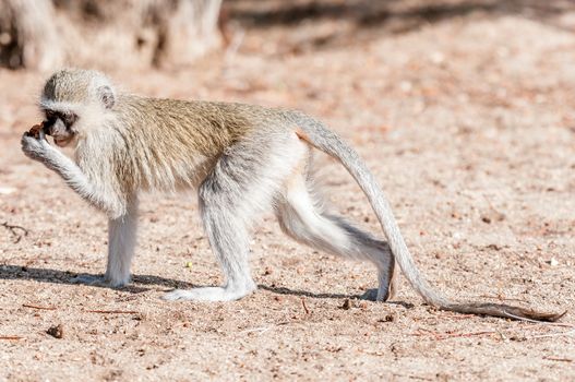 A vervet monkey, Chlorocebus pygerythrus, with extended tail and food in hand at Augrabies in the Northern Cape Province of South Africa