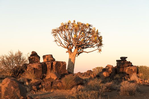 Sunrise at the quiver tree forest at Garas Park Rest Camp, near Keetmanshoop on the B1-road  to Mariental