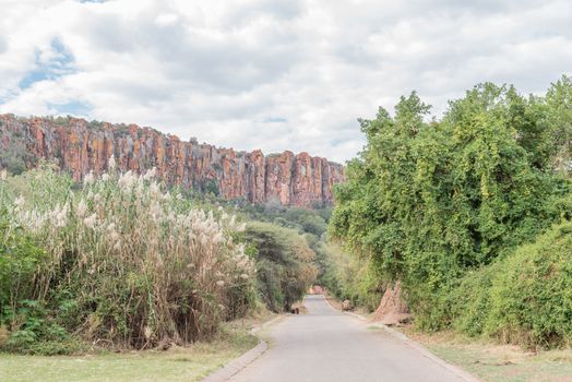 A view of the Waterberg Plateau near Otjiwarongo  in the Otjozondjupa Region of Namibia