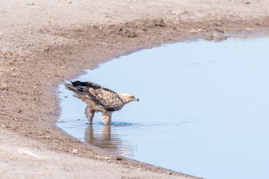 A tawny eagle, Aquila rapax, in a waterhole in northern Namibia