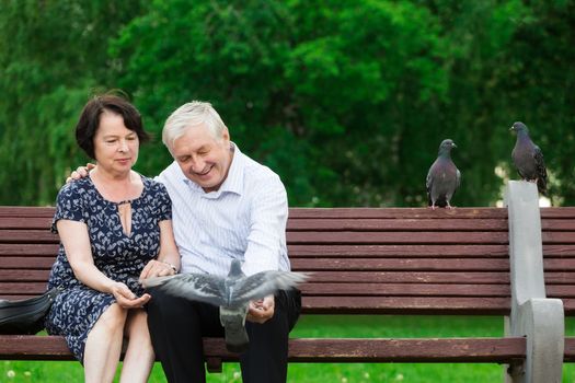 Beautiful elderly couple sits on a bench and feeds pigeons