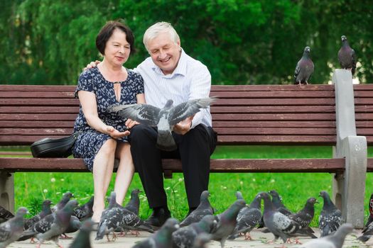 Beautiful elderly couple sits on a bench and feeds pigeons