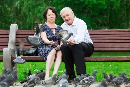 Beautiful elderly couple sits on a bench and feeds pigeons