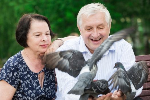 Beautiful elderly couple sits on a bench and feeds pigeons