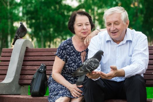 Beautiful elderly couple sits on a bench and feeds pigeons