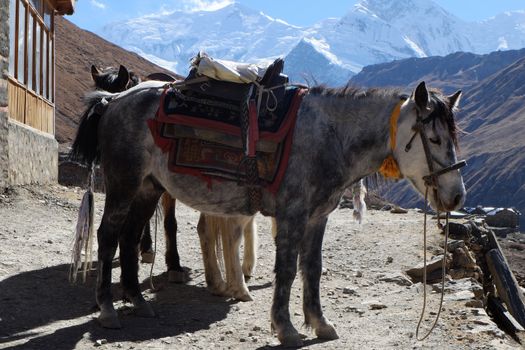 The Nepal mountain horse is high in the mountains, under the saddle and in the bridle.