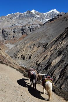 Nepalese mountain horses in the mountains on the trail, saddled.