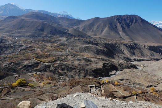 Mountain valley in autumn with yellowed trees at an altitude of 4000 meters near the Muktinath