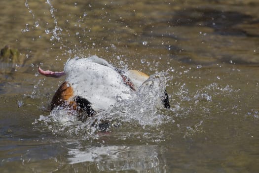 A Brandgans floating in the water