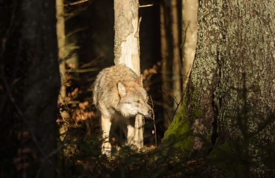 Wolves in the forest