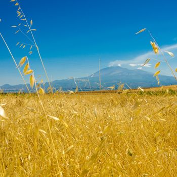 the yellow wheat field under the volcano