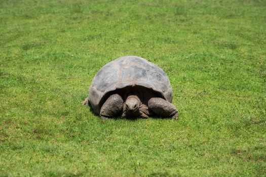 Large land turtle in a meadow
