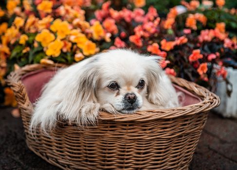 A dog sitting in a basket,outdoors, in a flower bed.
