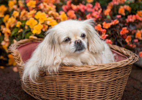 A dog sitting in a basket,outdoors, in a flower bed.