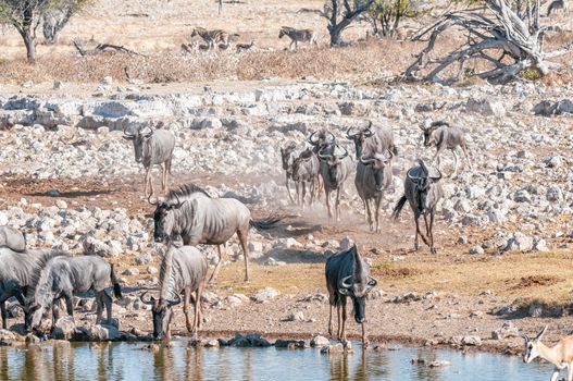 Blue wildebeest, Connochaetes taurinus, also called a white-bearded wildebeest or brindled gnu, drinking water at a waterhole in Northern Namibia
