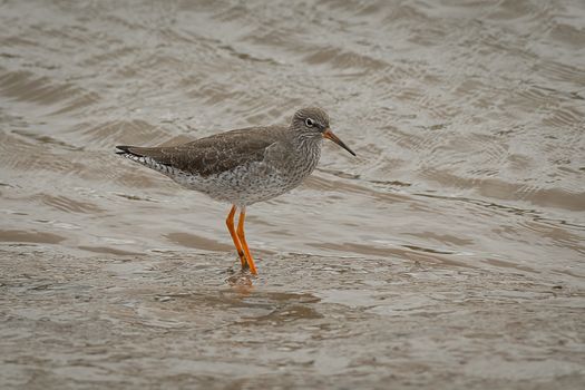 A redshank standing on the shore line looking for food in the mud