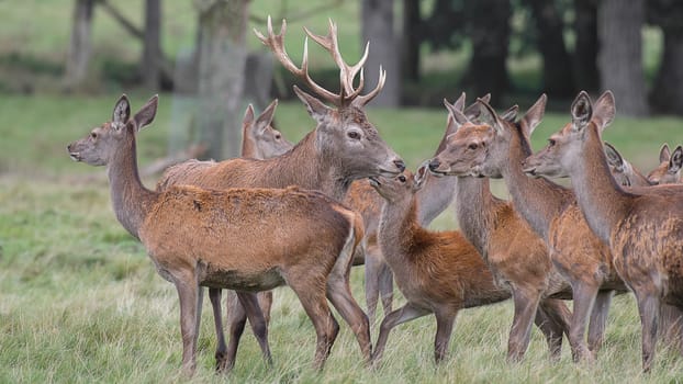 A young red deer stag is surrounded by his does and fawns during the rutting season