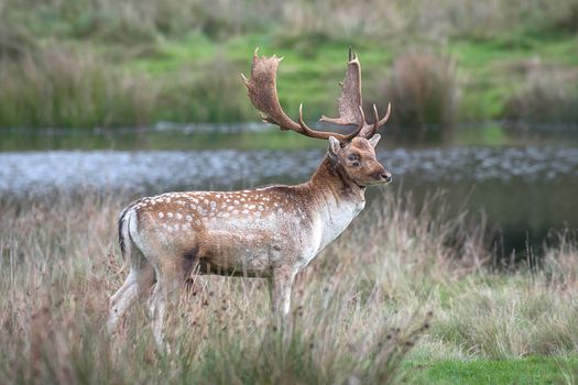 A standing full length portrait of a fallow deer stag looking proud on grass with a lake in the background