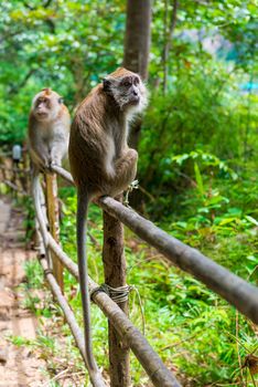 two monkeys on a fence in a forest in Asia