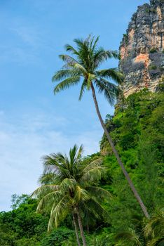 vertical landscape of tropical palm trees and sheer cliff. Thailand