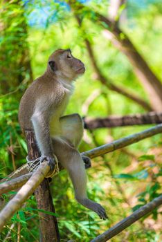 a pensive lonely monkey sits on a fence in the shade of a tree