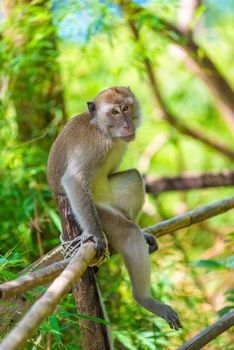 a lonely monkey sits on a fence in the shade of a tree