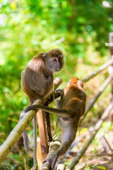 active monkeys sit on a fence under the shadow of a tree