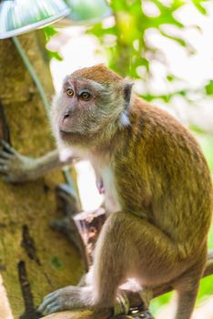 portrait of a brown monkey with sad eyes on a tree