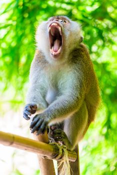 fluffy monkey in the jungle with open mouth and sharp teeth close-up