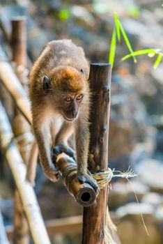 brown small monkey goes by fence in Asia