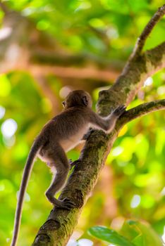 active little baby monkey climbs a tall tree