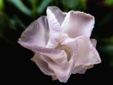 Closeup white flower and green leave