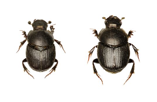 Dung Beetle Onthophagus on white Background  -  Onthophagus grossepunctatus (Reitter, 1905)