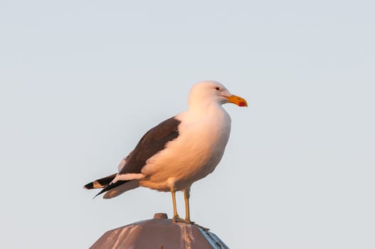 A kelp gull, Larus dominicanus, in the setting sun at Walvis Bay in Namibia