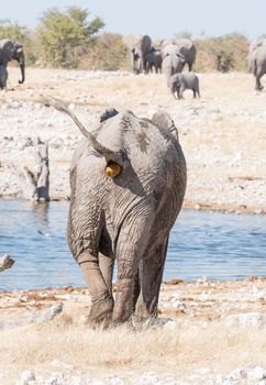 An African elephant, Loxodonta africana, pooing at a waterhole in Northern Namibia
