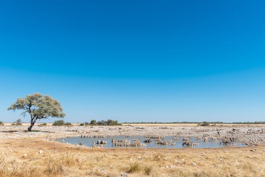 A herd of Burchells zebras, Equus quagga burchellii, drinking water in a waterhole in Northern Namibia