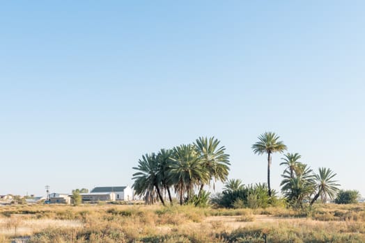 The historic fountain between palm trees in Rietfontein, a small town in the Northern Cape Province of South Africa on the border with Namibia