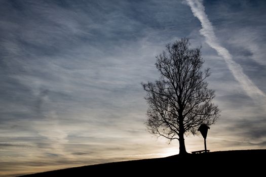 Sunrise with tree and black silhouette