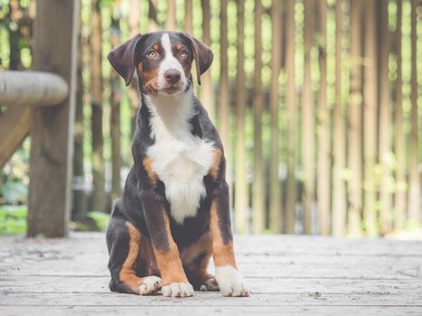 Appenzell puppy sitting and waiting