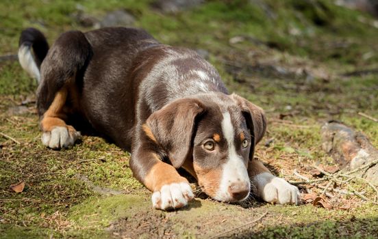 Appenzeller puppy is lying and waiting