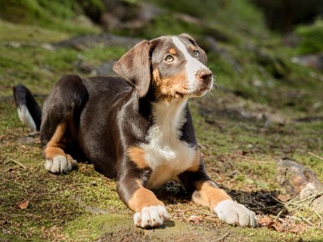 Appenzeller puppy is lying and waiting