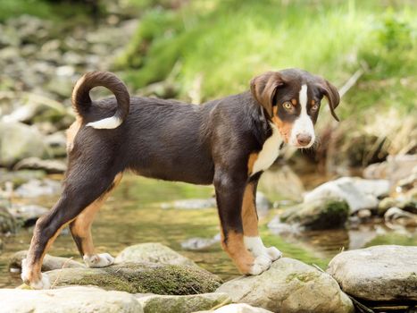 Appenzeller puppy stands and waits