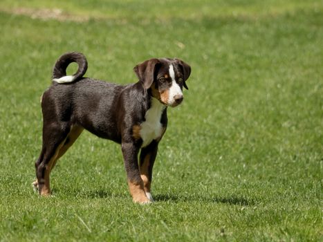 Appenzeller puppy stands and waits