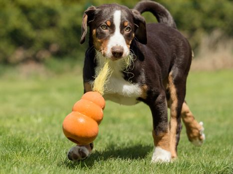 Appenzeller puppy playing