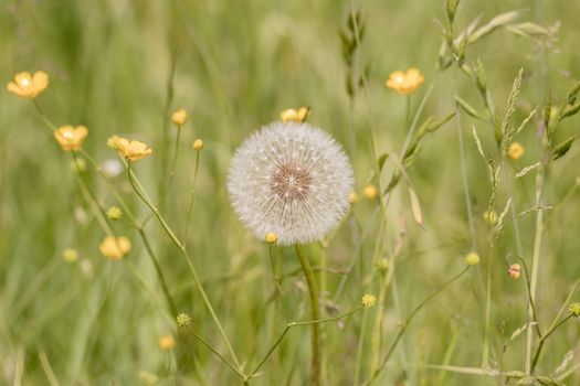 A dandelion in the middle of a meadow